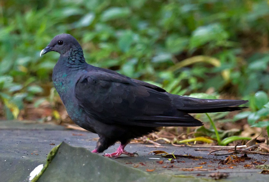 カラスバト　鳩